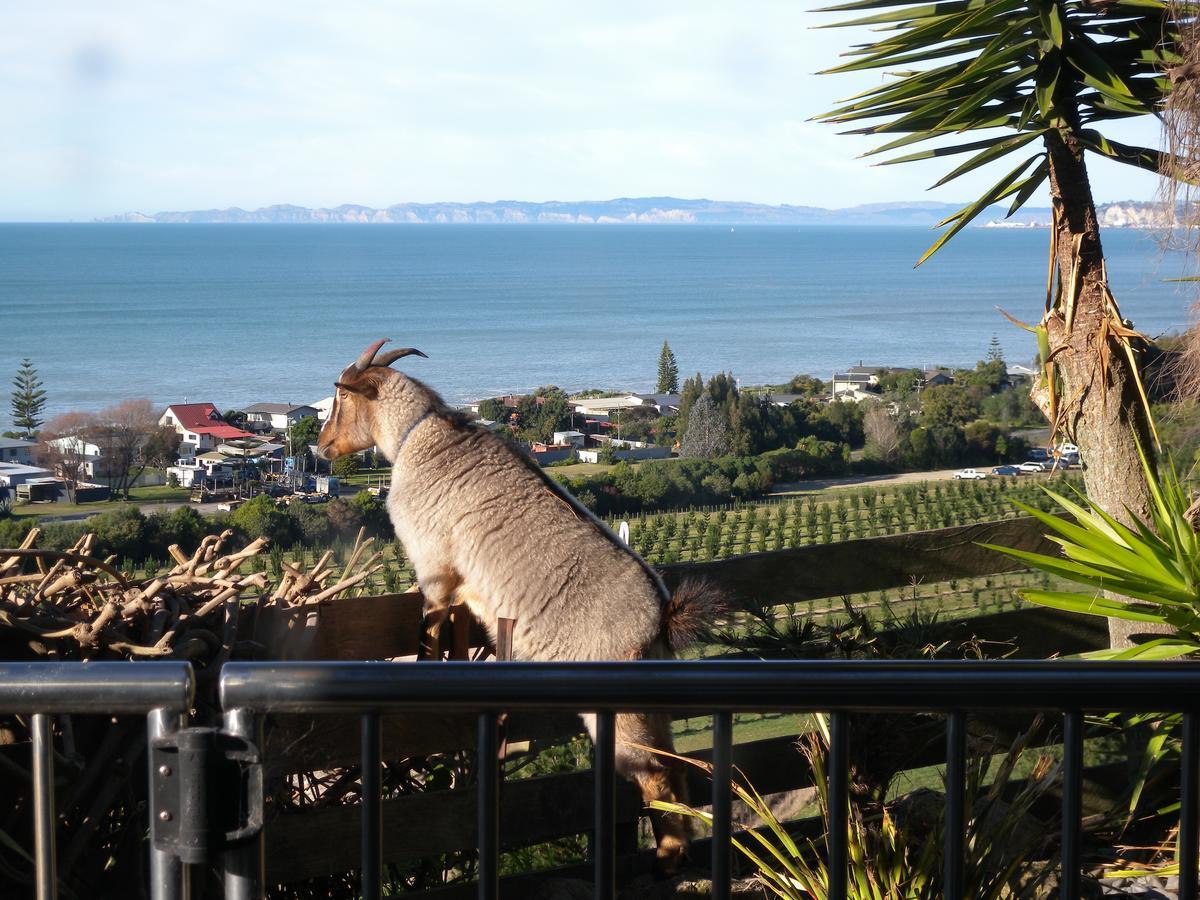 Sol Y Mar B&B Tangoio Экстерьер фото